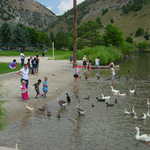 Families and Geese at First Dam