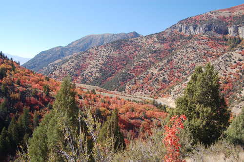 Early View of Logan Canyon