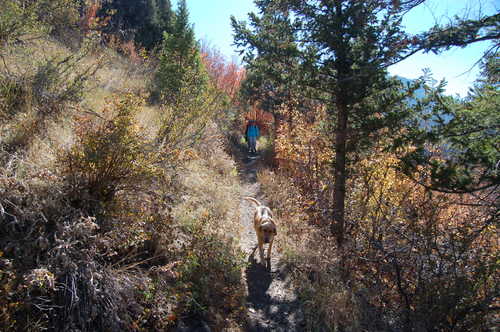 Dog Leading the Way on the Crimson Trail