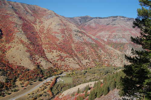 Canyons Walls in Autumn Color