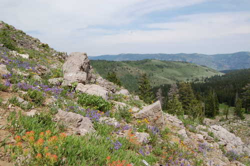 Wildflowers on Rocky Hillside in Logan Canyon
