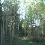 Grove of Aspens near Spring Hollow
