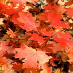Close-up of Fire-Red Leaves