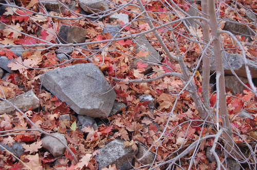 Rocks and Fallen Maple Leaves on Riverside Trail