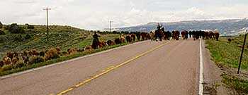 Cattle Drive on the Road