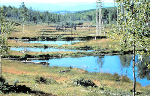 East Side of US-191 Looking East over Beaver Ponds