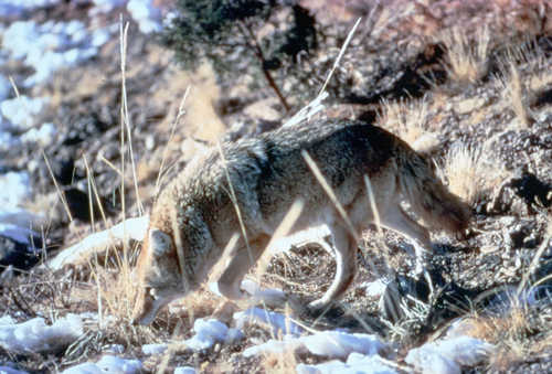 Coyote South of Wyoming/Utah Border