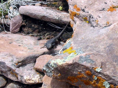 Lizards Among the Rocks
