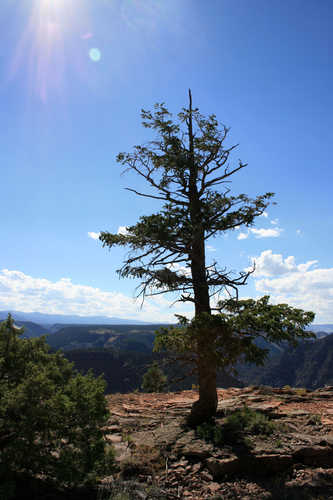 Hardy Ponderosa Pine