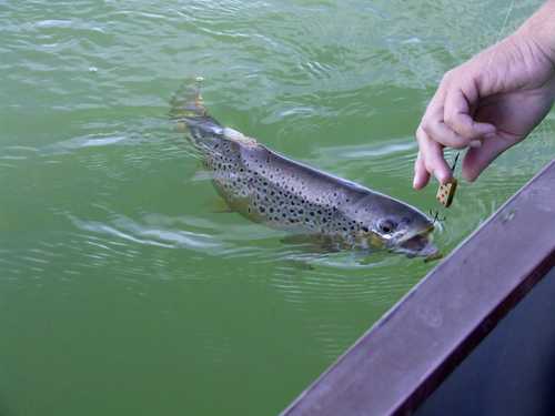 Hooking a Speckled Trout at Flaming Gorge