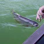 Hooking a Speckled Trout at Flaming Gorge