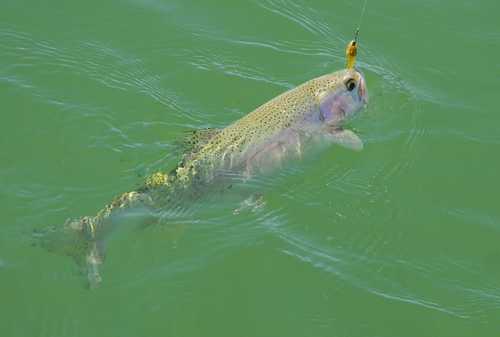 Rainbow Trout at Flaming Gorge