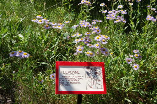 Wildflowers on the Swett Ranch Nature Trail