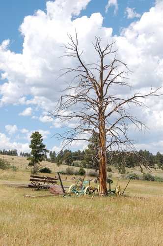 Dead Tree by Farming Equipment at Swett Ranch