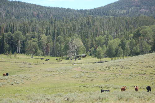Cattle and Stringham Cabin
