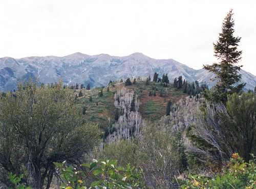 Plentiful Views of Aspen, Pine, and Juniper