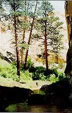 A Trail at Posey Lake