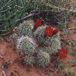 A Barrel Cactus Blooming on the Hickman Bridge Trail