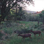 Two Mule Deer at Dusk near the Highway
