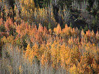 Fall Foliage on Boulder Mountain