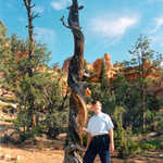 A Twisted Tree in Losee Canyon