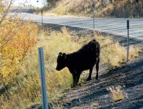A Cow Grazes on Boulder Mountain.