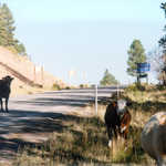 Cattle on Boulder Mountain