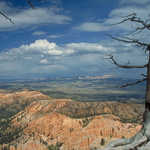 Clouds, Red Rock and Tree at Bryce Canyon