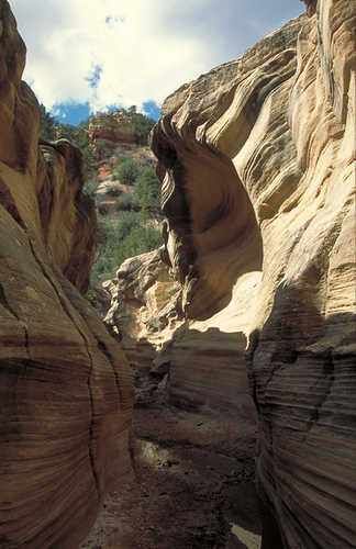 Scooped Canyon Walls