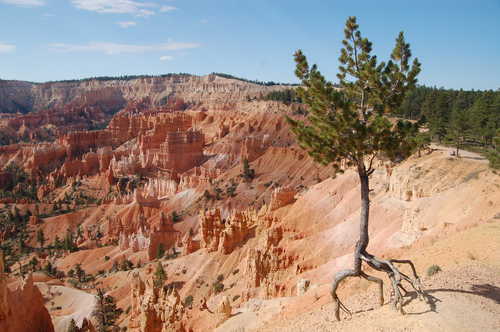 Exposed Tree Roots on Bryce Canyon Rim
