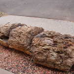 Petrified Log at Escalante State Park