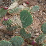 Prickly Pear Cactus with Fruit