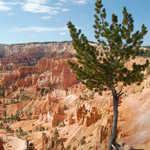 Lone Pine Tree on Cliffside