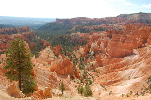 Scattered Pine Trees on Bryce Canyon Ridges