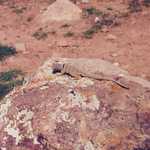 Lizard Sunning in the Desert West of Parowan