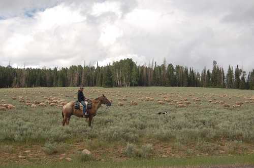 Shepherd on Horseback by Mammoth Creek