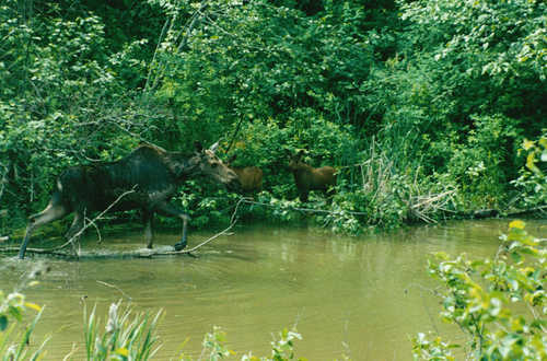 Cow Moose with Twin Calves