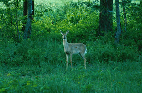 Whitetail Deer Enjoying Spring Foliage