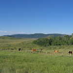 Mountain Pastures