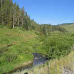 Stream at the Edge of a Forest