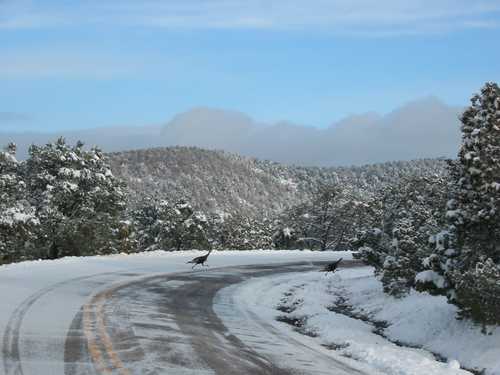 Mild Winter along the Coronado Trail