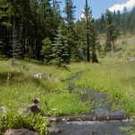 Meadow on the Coronado Trail