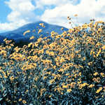 Sunflowers and Sierra Blanca