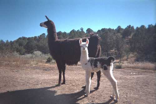 Llamas on the Billy the Kid Trail