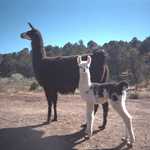 Llamas on the Billy the Kid Trail