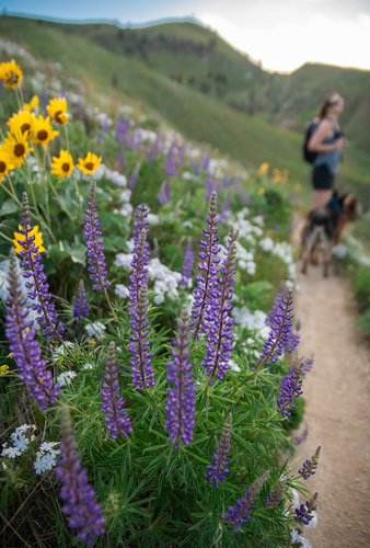 Spring Flowers on Wenatchee Foothills Trails