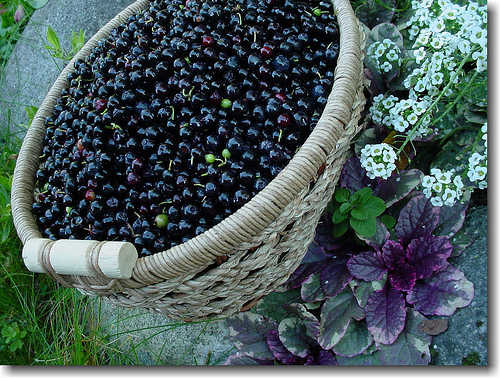 Basket Full of Huckleberries