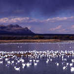 Snow Geese at Bosque del Apache Wildlife Refuge