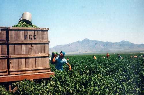 Many Crops are Grown in New Mexico Including Cotton and Chilis