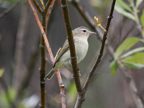 Warbling Vireo Perching in a Tree